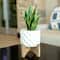 Flora Bunda® 12.5" Snake Plant in Ceramic Planter with Stand